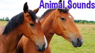Learn Animal Sounds with Fun - Happy Animals for Toddlers and Kids