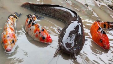 Big Catfish and Colorful Koi Fish Swimming in the Pond for Kids